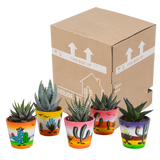 Gasteria/Haworthia mix 5,5cm - 5x - in Mexicaanse pot