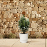 Nerium Oleander struik met rode bloem - 70cm- Ø19