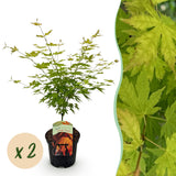 Green boutiQ - Terrasplant - Japanse Esdoorn - Acer palmatum Orange Dream - Oranje - 2 Planten - Bladverliezend - Pot 19cm Hoogte 70cm