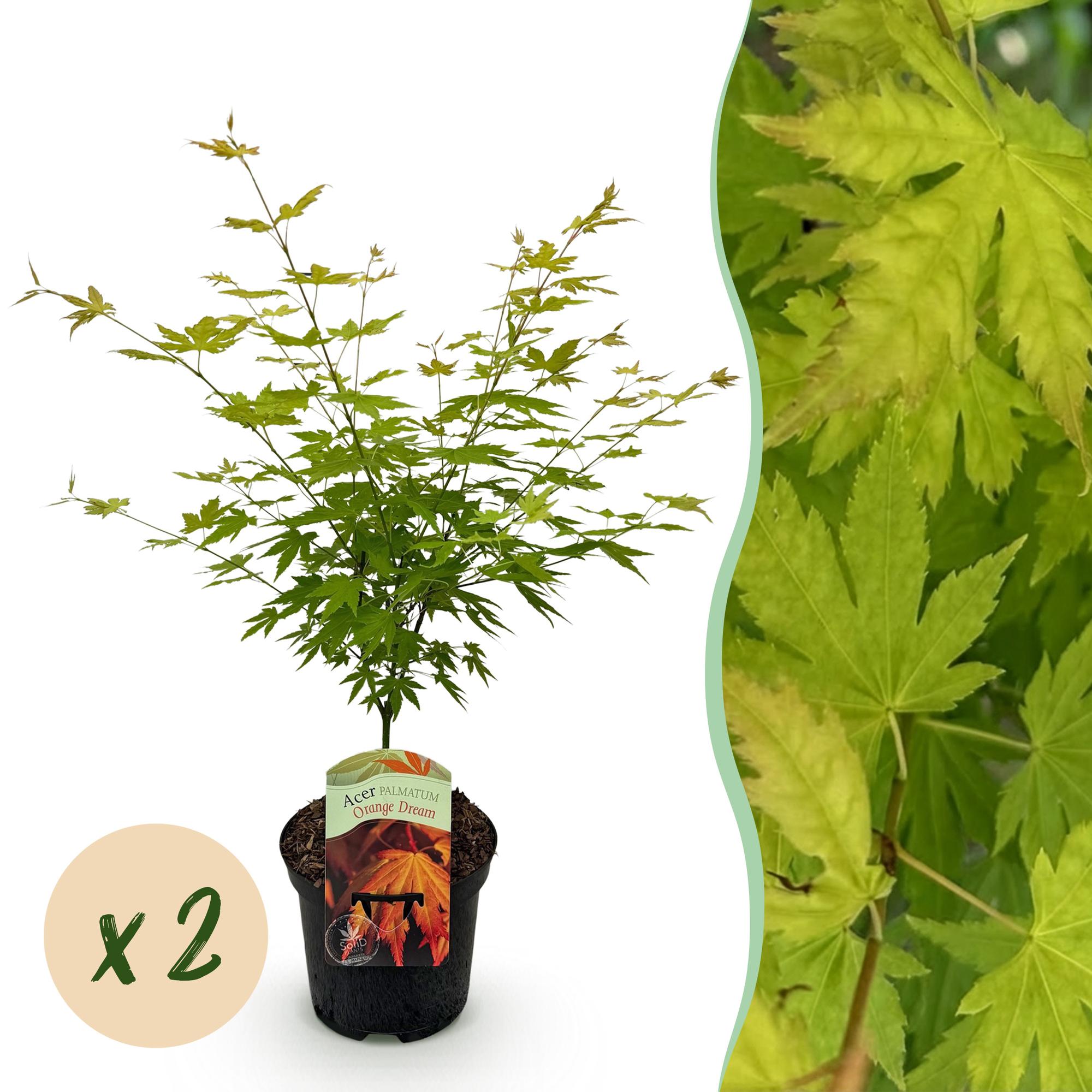 Green boutiQ - Terrasplant - Japanse Esdoorn - Acer palmatum Orange Dream - Oranje - 2 Planten - Bladverliezend - Pot 19cm Hoogte 70cm