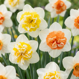 40x Narcis Macaron Bloss - Narcissus Macaron Bloss - Wit en Geel - Voorjaarsbloeier - Bolmaat 12/14