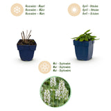 Green boutiQ - Vasteplant - Stachys off. Alba - Ezeloor - Bijen- en vlinderlokkers - Wit - 24 Planten - Pot 11cm - Hoogte 15-25cm