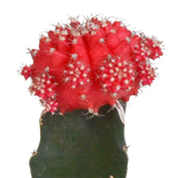 Euphorbia meloformis variegata - Gymnocalycium mix - 5,5cm - 3x