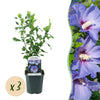 Green boutiQ - Tuinplant - Hibiscus syriacus Oiseau Blue - Tuin Hibiscus - Winterhard - Blauw - 3 Planten - Pot 17cm - Hoogte 45cm
