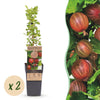 Green boutiQ - Fruitplant - Ribes uva-crispa Hinnonmäki Röd - Kruisbes - Winterhard - Rode Bes - 2 Planten - Pot 15cm - Hoogte 50cm