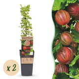 Green boutiQ - Fruitplant - Ribes uva-crispa Hinnonmäki Röd - Kruisbes - Winterhard - Rode Bes - 2 Planten - Pot 15cm - Hoogte 50cm