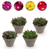 Green boutiQ - Bodembekker - Winterhard - Delosperma - 4 Planten - Kleuren Rood - Geel - Paars - Roze - Weinig Onderhoud - Pot 14 Hoogte 17