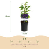 Green boutiQ - Klimplant - Clematis vit. Polish Spirit - Bloem Roze - Weinig onderhoud -2 planten -Pot 11cm Hoogte 40cm