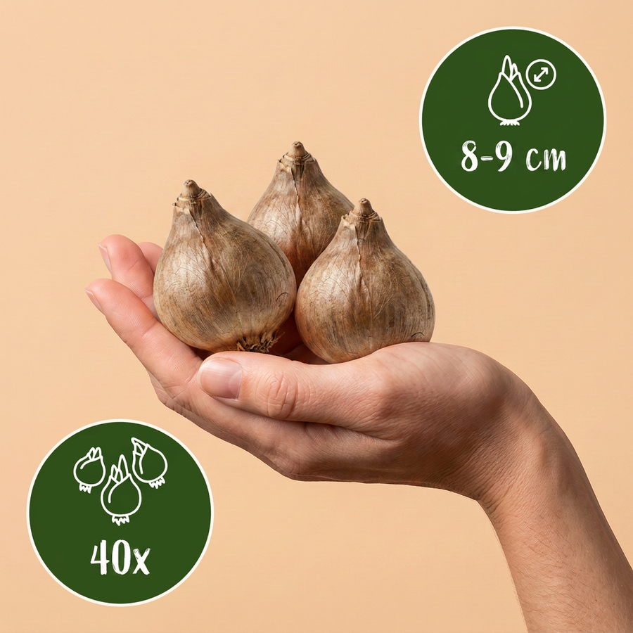 Zomerklokjesbollen Aestivum — wit, 40 stuks (bolmaat 8/9)