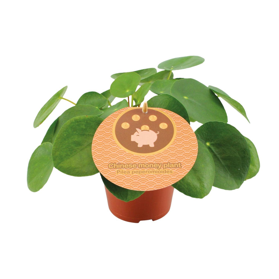 Pilea Peperomioides – Pot Ø12 cm · 20 cm hoog