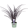 Phormium 'Rubra Nana' - Ø14cm - ↕50cm