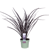 Phormium 'Rubra Nana' - Ø14cm - ↕50cm