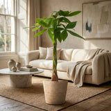 Pachira Aquatica met Zeegras mand naturel - 80cm - Ø21