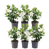 6 x Dipladenia white - Mandevilla wit Ø12 cm - ↕25 cm
