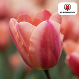 Tulpenbollen Apricot Foxx — zalmroze tulp, 20 stuks (maat 11/12)