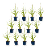 Green boutiQ - Grassen - Pennisetum or. Fairy Tales - Lampenpoetsergras - Met Pluim - Groen - 12 Planten - Pot 11cm - Hoogte 15-25cm