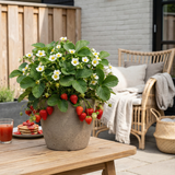 Aardbeien 6 pack (Fragaria) 100% biologisch 8x