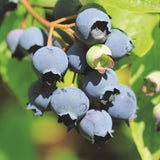 Green boutiQ - Fruitplant - Vaccinium corymbosum Bluecrop - Bosbes - Winterhard - Blauwe Bes - 2 Planten - Pot 15cm - Hoogte 50cm