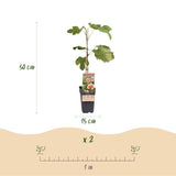 Green boutiQ - Fruitplant - Ficus carica Brown Turkey - Vijgenboom - Winterhard - Groen - Paarse Vrucht - 2 Planten - Pot 15cm - Hoogte 50cm