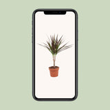Dracaena Magenta - Ø12cm - ↕50cm