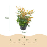 Green boutiQ - Tuinplant - Nandina Gulfstream - Oranje - 1 Plant - Groenblijvend - Weinig Onderhoud - Pot 17cm Hoogte 45cm