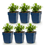 Green boutiQ - Vasteplant - Hypericum calycinum - Sint-Janskruid - Bijen- en vlinderlokkers - Geel - 6 Planten - Pot 11cm - Hoogte 15-25cm