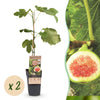 Green boutiQ - Fruitplant - Ficus carica Brown Turkey - Vijgenboom - Winterhard - Groen - Paarse Vrucht - 2 Planten - Pot 15cm - Hoogte 50cm