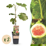 Green boutiQ - Fruitplant - Ficus carica Brown Turkey - Vijgenboom - Winterhard - Groen - Paarse Vrucht - 2 Planten - Pot 15cm - Hoogte 50cm