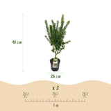 Green boutiQ - Tuinplant - Acer palmatum Koto Hime - Japanse Esdoorn - Bladverliezend - Groen - 1 - Pot 26cm - Hoogte 90cm