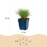 Green boutiQ - Vasteplant - Festuca glauca - Blauwgras - Groenblijvend - Blauw - 12 Planten - Pot 11cm - Hoogte 15-25cm