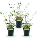 Green boutiQ - Tuinplant - Buddleja davidii Royal Red - Vlinderstruik - Winterhard - Rood - 3 Planten - Pot 17cm - Hoogte 45cm