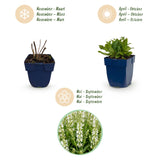 Green boutiQ - Vasteplant - Salvia nem. Schneehügel - Salie - Bijen en Vlinderlokkers - Wit - 3 Planten - Pot 11cm - Hoogte 15-25cm