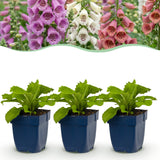 Green boutiQ - Vasteplant - Digitalis Tricolour - Vingerhoedskruid - Schaduw - Roze - Paars - Wit - 12 Planten - Pot 11cm - Hoogte 15-25cm