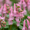 80x Corydalis Beth Evans - Helmbloem Beth Evans - Wit en Paars - Verwilderingsbol - Bolmaat 6/+