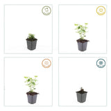 24x Agastache 'Blue Fortune' - ↕10-25cm - Ø9cm