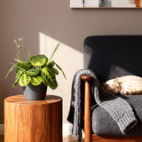 Green boutiQ - Kamerplant - Maranta Fascinator Lemon Lime - Gebedsplant - Huisdiervriendelijke Plant - Groen - 2 Planten - met Potter Grijs - Pot 12cm - Hoogte 25cm