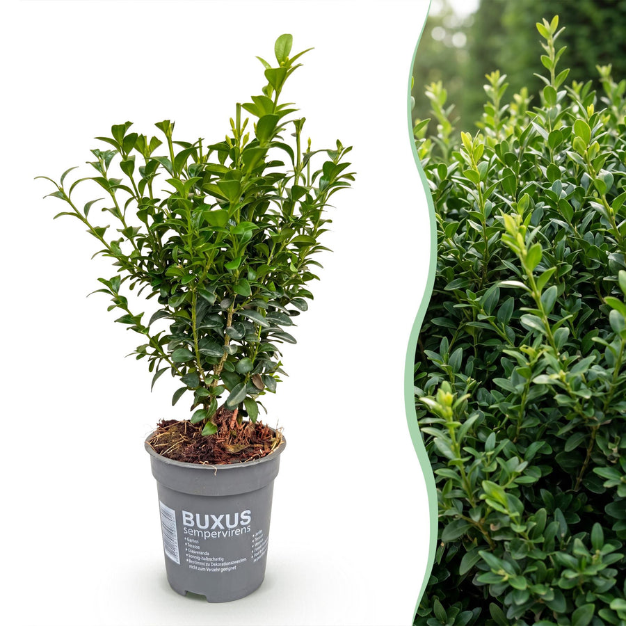 Buxus sempervirens — Palmboompjehaag, 24 stuks, 20-25 cm