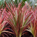 Green BoutiQ - Green is... Kamerplanten - Dracaena Magenta - Drakenbloedboom - Weinig onderhoud - met mand - Groen - 2 Planten - Pot 17cm - Hoogte 70-80cm