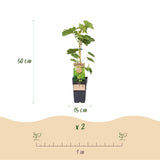 Green boutiQ - Fruitplant - Vitis vinifera Himrod - Druivenplant - Pitarm - Witte Druif - 2 Planten - Pot 15cm - Hoogte 50cm