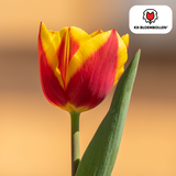 Tulpenbollen Jan Seignette — rood-geel gestreept, 20 stuks (maat 11/12)