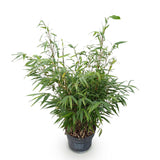 Green boutiQ - Grassen - Fargesia robusta Pingwu - Niet Woekerende Bamboe - Bladhoudend - Groen - 1 Plant - Pot 23 cm - Hoogte 80 cm