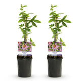 Green boutiQ - Passiebloem - Passiflora Anastasia- Bloem Roze - Weinig onderhoud - 2 planten - Pot 11cm Hoogte 40cm