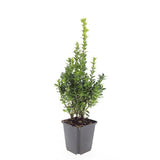 24x Buxus Sempervirens - ↕10-25cm - Ø9cm