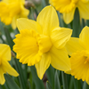 320x Narcissus Yellow - Gele narcis - Geel - Voorjaarsbloeier - Bolmaat 10/12