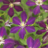 Green boutiQ - Klimplant - Clematis Mikelite - Bloem Paars - Weinig onderhoud -2 planten -Pot 11cm Hoogte 40cm
