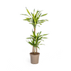 Dracaena Deremensis Rikki Ø21cm - ↕90 - 110cm