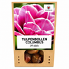 Tulpenbollen Columbus — roze-witte pioentulp, 20 stuks (maat 11/12)