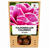 Tulpenbollen Columbus — roze-witte pioentulp, 20 stuks (maat 11/12)