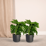 2x Monstera Monkey Leaf- Gatenplant - 30cm - ø12