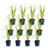 Green boutiQ - Grassen - Molinia caer. Heidebraut - Pijpestrootje - Met Pluim - Groen - 12 Planten - Pot 11cm - Hoogte 15-25cm